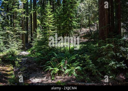 Lac Lagunitas, Californie, États-Unis Banque D'Images