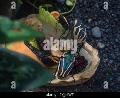 California Academy of Science, Golden Gate Park, San Francisco, Californie, États-Unis Banque D'Images