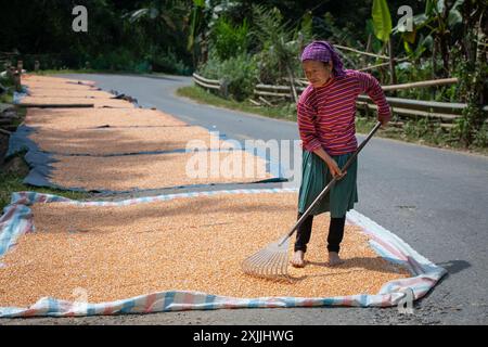 Femme séchant du maïs sur le bord de la route près de bac Ha, province de Lao Cai, Vietnam Banque D'Images