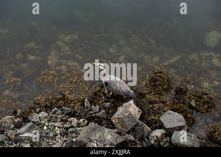 Un grand héron bleu attend patiemment le poisson sur la rive rocheuse. Banque D'Images