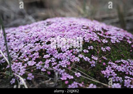 Mousse campion, coussin rose, Silene acaulis, fleurs roses en Islande Banque D'Images