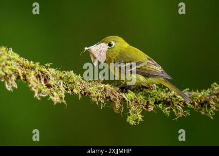 Un mouche jaunâtre perche sur une branche couverte de mousse dans la forêt nuageuse du Panama avec un papillon piégé dans son bec Banque D'Images