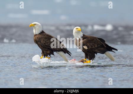 Paire d'aigles à tête blanche flottant sur la glace en Alaska avec des proies Banque D'Images