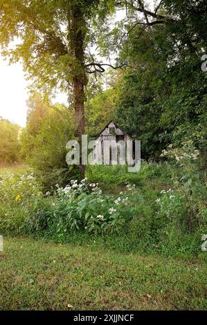 Cabane en bois abandonnée entourée de verdure dense et de fleurs sauvages Banque D'Images