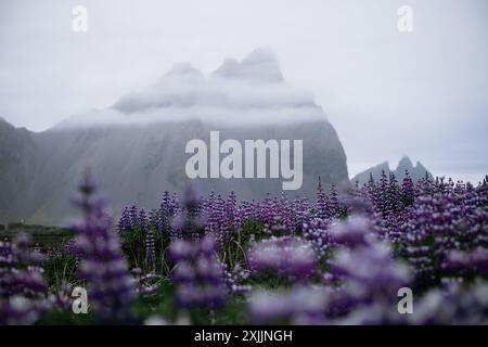 Vue sur le champ de lupins et les hautes montagnes en Islande Banque D'Images