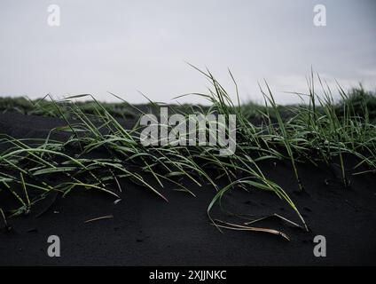 l'herbe verte pousse dans le sable noir sur une plage noire Banque D'Images