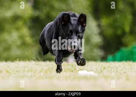 Berger allemand noir chien Running Lure Coursing Dog Sport Banque D'Images