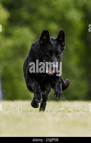 Berger allemand noir chien Running Lure Coursing Dog Sport Banque D'Images