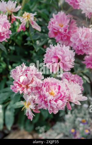 Gros plan de fleurs de pivoine rose vibrante en pleine floraison dans un jardin Banque D'Images