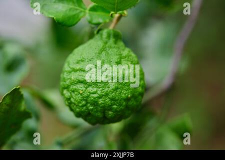 Fruit vert de lime kaffir isolé sur l'arbre Banque D'Images