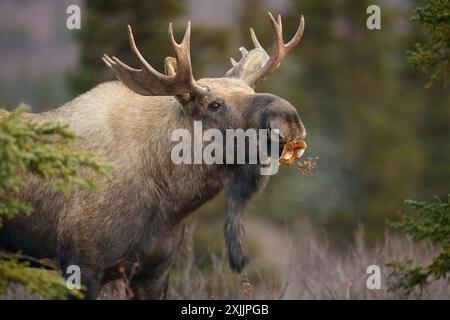 Young Bull Moose mangeant un champignon Banque D'Images