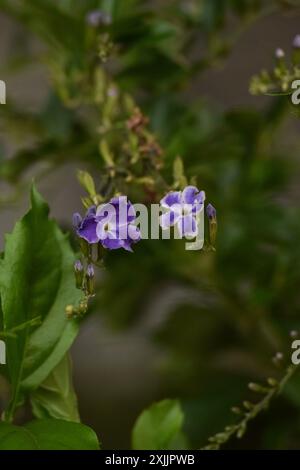 Gros plan sur la fleur en forme de goutte d'eau dorée en fleurs le matin Banque D'Images