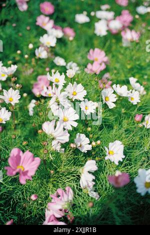 Champ de fleurs cosmos roses et blanches en pleine floraison Banque D'Images