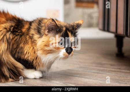 Un chat calico avec des moustaches est allongé sur le plancher en bois près d'une fenêtre. C'est un félin carnivore de petite à moyenne taille, un animal terrestre du Banque D'Images