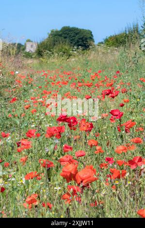 Weald de Kent, Royaume-Uni. 19 juillet 2024. Les coquelicots rouges des champs (Papaver rhoeas) fleurissent en marge d'un champ d'orge près de Maidstone dans le Kent, sur ce qui devrait être la journée la plus chaude de l'année jusqu'à présent crédit : Phil Robinson/Alamy Live News Banque D'Images