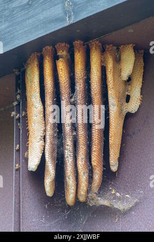 Nid d'abeilles sauvages montrant la structure en nid d'abeilles (ruche naturelle d'Apis mellifera) sous l'avant-toit d'un bâtiment, Royaume-Uni Banque D'Images