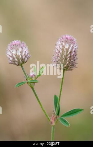 Trèfle pied de lièvre (Trifolium arvense), gros plan de la fleur sauvage, Angleterre, Royaume-Uni Banque D'Images