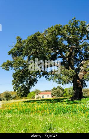 Maison sous un chêne-liège, Quercus suber (chêne-liège méditerranéen), village de Joao pires, Beira Alta, Portugal. Banque D'Images