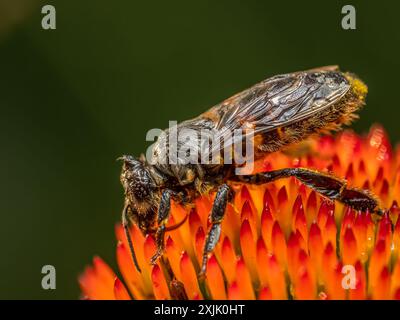 Gros plan d'une abeille mouillée trempée reposant sur la tête de fleur d'échinacée après de fortes pluies Banque D'Images