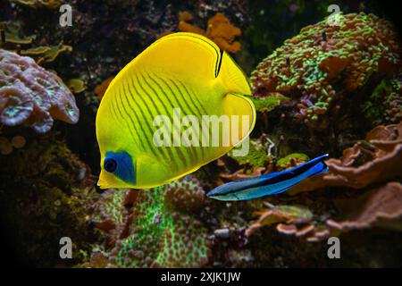 Le poisson-papillon Bluecheek (Chaetodon semilarvatus), espèce endémique Banque D'Images