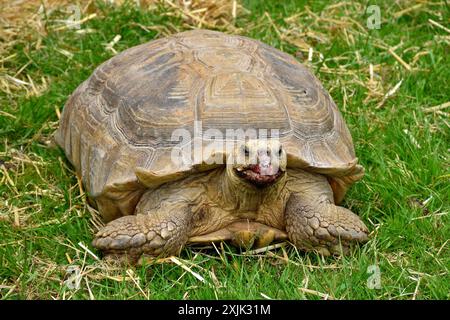 Tortues à Mainsgill Farm Shop Banque D'Images