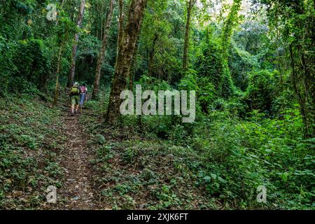 Forêt de nuages sur les pentes du volcan Toliman, lac Atitlan, Guatemala, Amérique centrale Banque D'Images