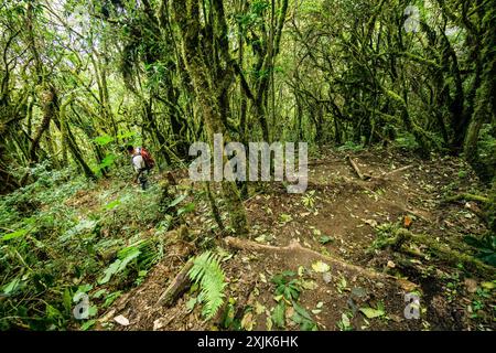 Forêt de nuages sur les pentes du volcan Toliman, lac Atitlan, Guatemala, Amérique centrale Banque D'Images