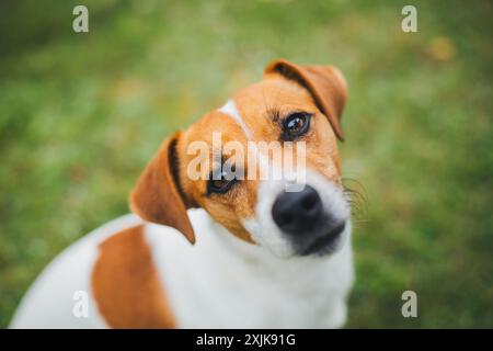 Jack Russell Terrier Banque D'Images