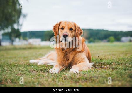 Golden Retriever Banque D'Images