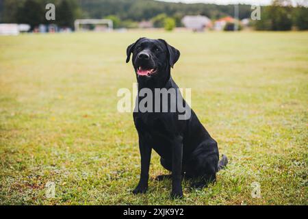 Ligne de travail Labrador Retriever Banque D'Images