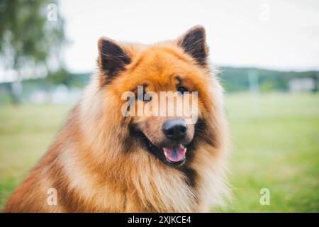 Eurasier Banque D'Images