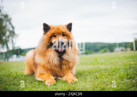 Eurasier Banque D'Images