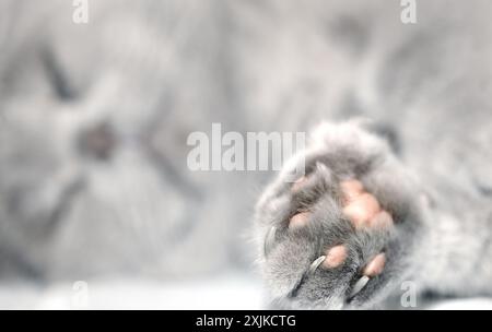 Chat gris endormi défocalisé. Un chat endormi est allongé sur le sol et repose avec sa patte en évidence. Scottish Fold Cat Banque D'Images