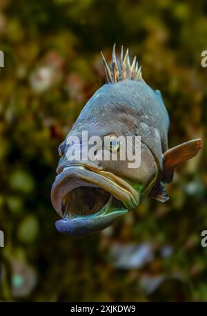 Le Mérou douteux (Epinephelus marginatus) est également appelé mérou jaune. Vue latérale Banque D'Images