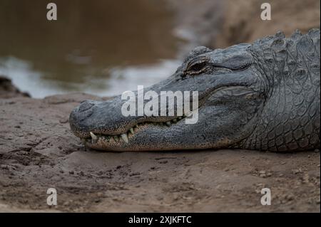 Gros plan d'un alligator américain près d'un étang lors d'une exposition sur la conservation d'animaux dans la vallée de Hunter en Nouvelle-Galles du Sud, Australie. Banque D'Images