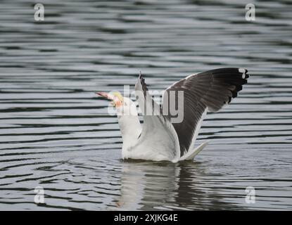 Mouette à dos noir moindre se nourrissant sur charoie, dans ce cas un poisson mort sur un réservoir. Banque D'Images