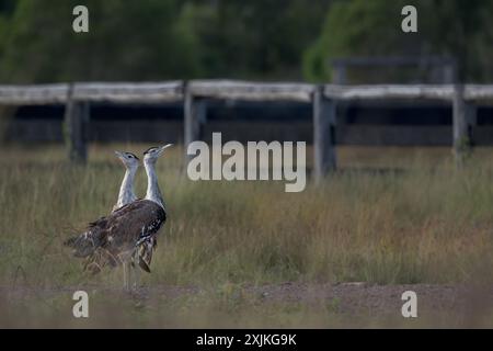 Une paire d'outardes australiennes se tient dans de grandes herbes, se chevauchant magnifiquement, côte à côte, dans des directions opposées, alors qu'elles recherchent les menaces. Banque D'Images