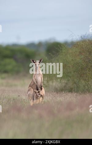 Une femelle dominante kangourou gris de l'est ou 'biche' avec joey dans sa poche se tient haute sur un habitat de prairie évaluant prudemment le risque. Banque D'Images