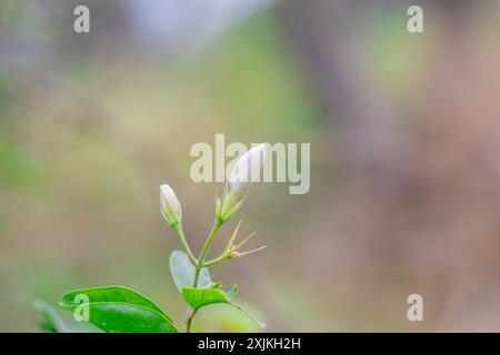 Un gros plan détaillé de fleurs de jasmin blanc en herbe sur une plante verte avec un fond de flou, capturant l'essence de la nature et de nouveaux débuts Banque D'Images