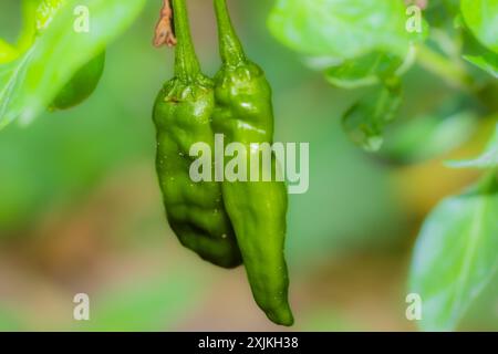 Plan macro de piments verts frais poussant sur une plante, mettant en évidence l'agriculture biologique et la beauté naturelle des produits du jardin. Banque D'Images