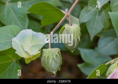 Gros plan d'une plante de coton présentant une fleur blanche délicate et des gousses de graines vertes entourées de feuilles vertes luxuriantes. Banque D'Images