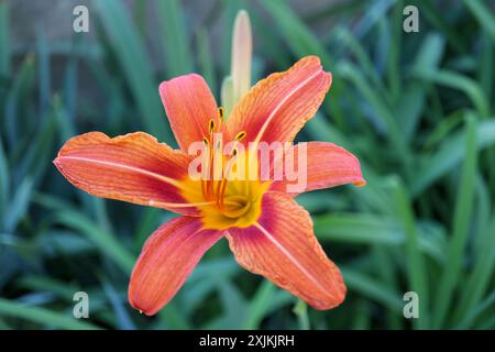 Orange Daylily avec des pétales délicats et de longues étamines , Hemerocallis Fulva, Daylily dans le jardin, tête de fleur macro, beauté dans la nature, photo florale, Banque D'Images