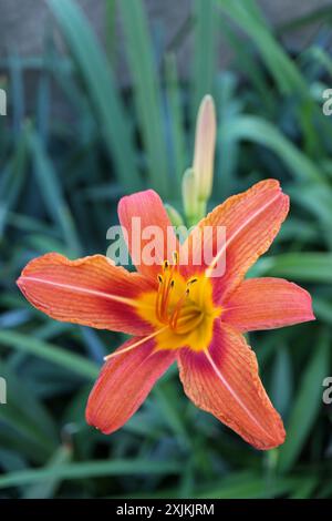 Daylily orange avec des pétales délicats et de longues étamines , Hemerocallis Fulva, Daylily dans le jardin vertical, tête de fleur macro, beauté dans la nature, floral Banque D'Images