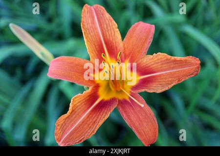 Orange Daylily avec des pétales délicats et de longues étamines , Hemerocallis Fulva, Daylily dans le jardin , tête de fleur macro, beauté dans la nature, photo florale, Banque D'Images