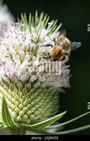 Bourdon primitif (Bombus pratorum) sur teasel (Dipsacus sylvestris), Emsland, basse-Saxe, Allemagne Banque D'Images