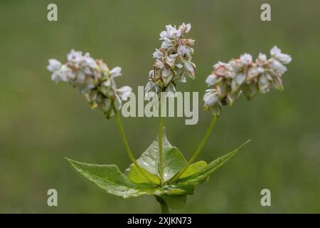 Sarrasin (Fagopyrum esculentum), Emsland, basse-Saxe, Allemagne Banque D'Images