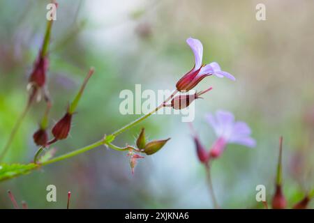 Herb robert (Geranium robertianum), fleur en gros plan de côté, Rhénanie du Nord-Westphalie, Allemagne Banque D'Images