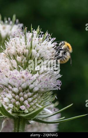 Bourdon primitif (Bombus pratorum) sur teasel (Dipsacus sylvestris), Emsland, basse-Saxe, Allemagne Banque D'Images