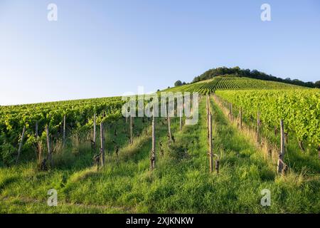 Vignoble à Korber Kopf est arraché en raison de conditions non économiques, faible rendement, âge, maladies, arrachage, Korb im Remstal, Bade-Wuertemberg Banque D'Images