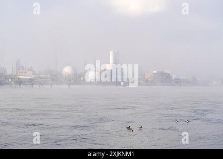 Site de l'usine BASF sur les rives du Rhin, entreprise chimique, Canada Bernese, Foggy Mood, Ludwigshafen, Rhénanie-Palatinat, Allemagne Banque D'Images